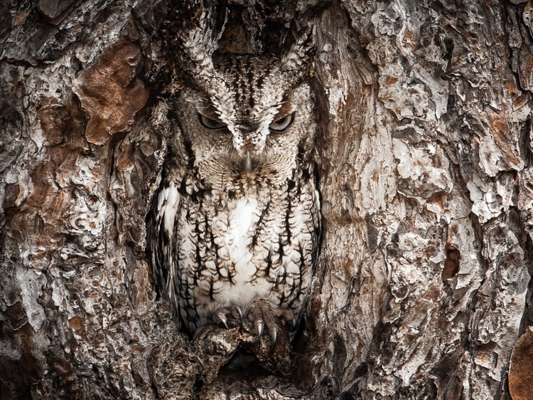 WyróżnienieGraham McGeorger "Portrait of an Eastern Screech Owl"
"Mistrz kamuflażu. Na zdjęciu widać sowę, która robi to, w czym jest najlepsza. Trzeba mieć bystre oko, aby wypatrzyć ten drapieżny gatunek" - Graham McGeorger